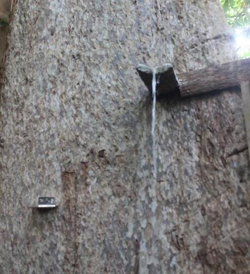 Forest Tree Top Holiday Resort