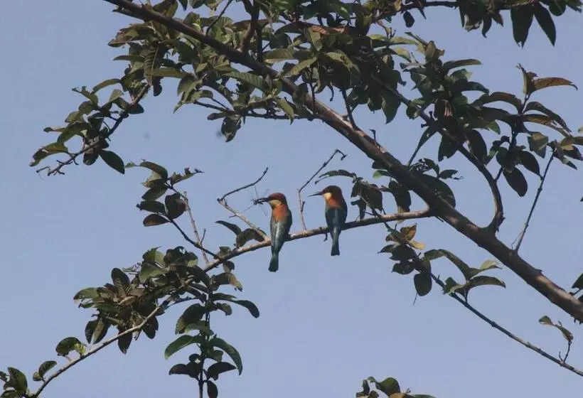 Forest Tree Top Holiday Resort