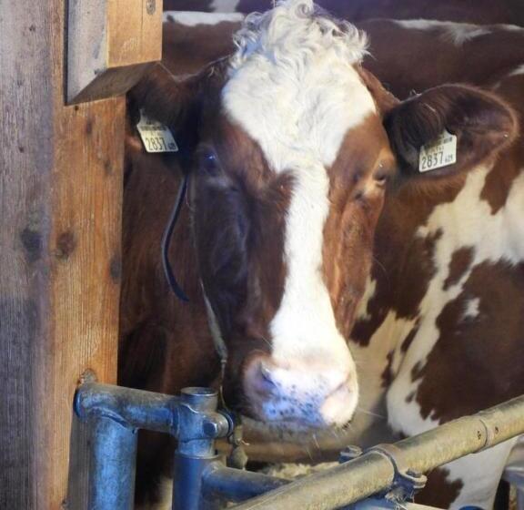 Отель Schneiderhof