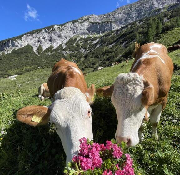 Отель Schneiderhof