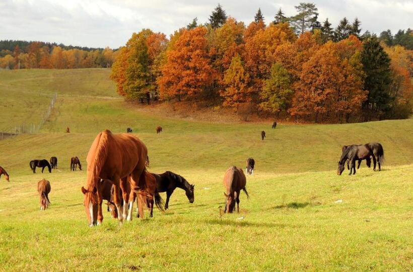 בית מלון כפרי Stadnina Koni Kierzbuń