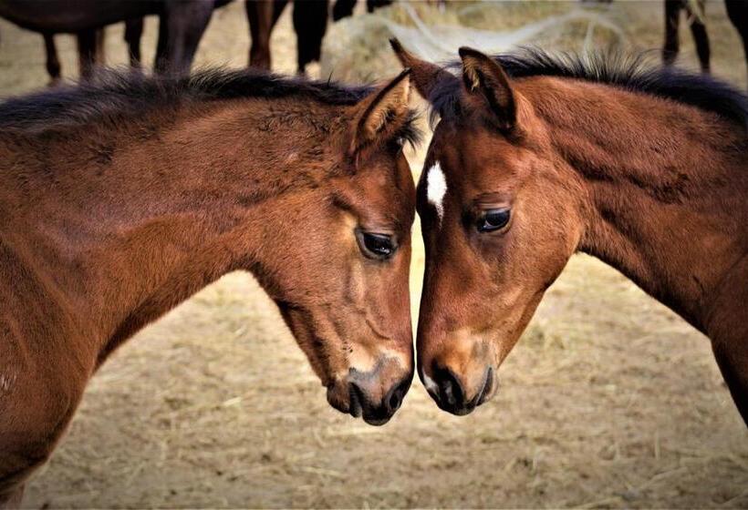 בית מלון כפרי Stadnina Koni Kierzbuń