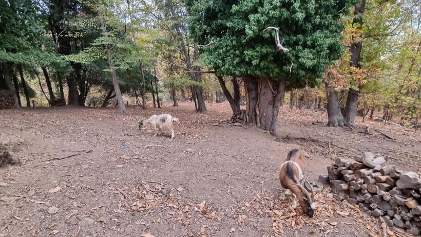 مبيت وإفطار Domaine Colonna Santini ,chambre D Hôtes Piscine, Sauna, Spa