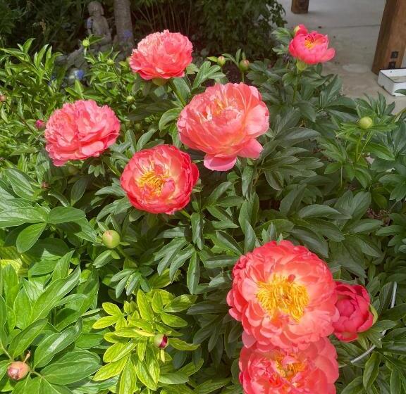 Pensione Lookout Escape Studio, Alexandra