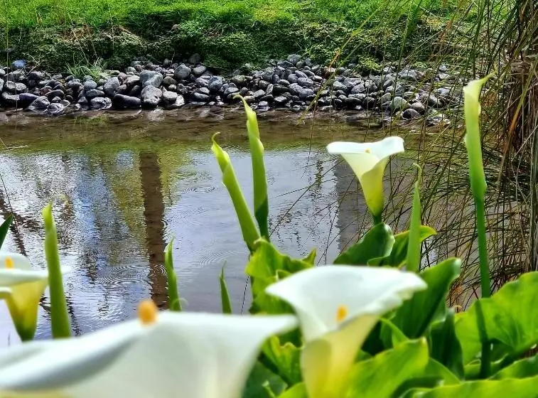 Aamiaismajoitus (B&B) The Greytown Loft