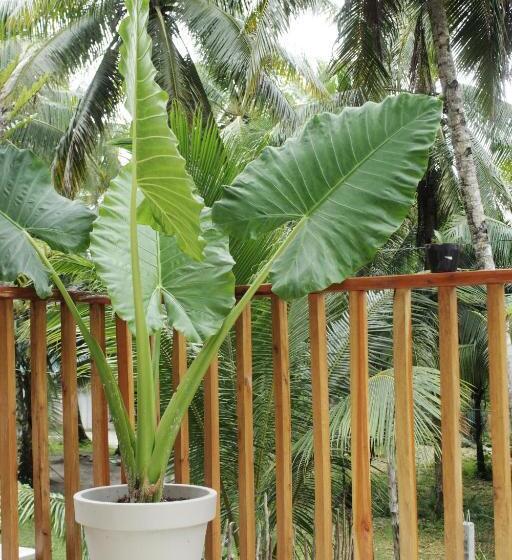 هتل Sea Green Boutique Rooms