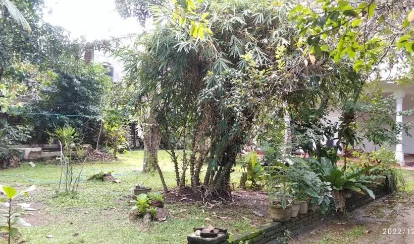 ペンション Dilupa Nature Resort