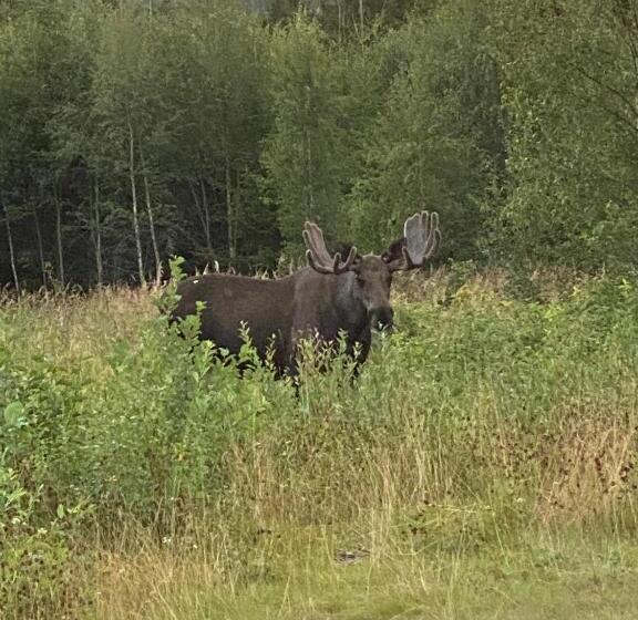 Hotel Fjellstad Gård   2 Minutes From E6 And 5 Minutes Drive From Steinkjer City