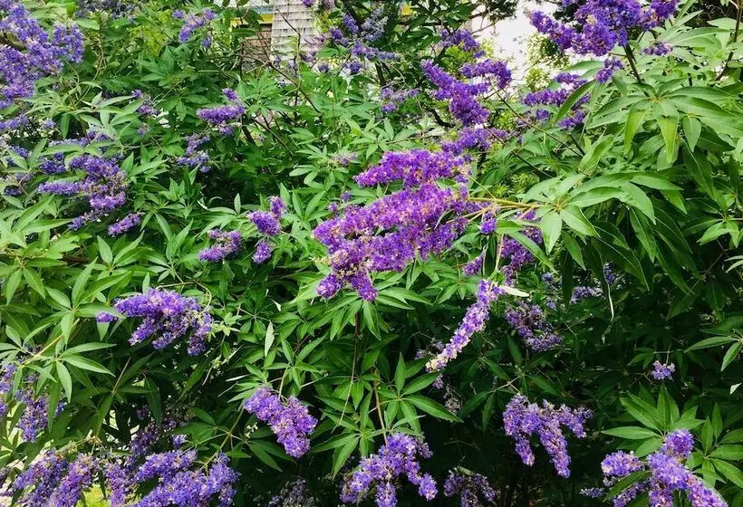 צימר Luther Ogden Inn