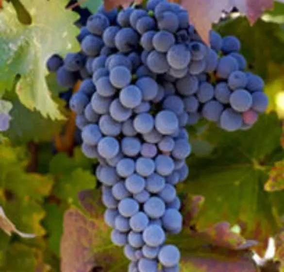 住宿加早餐  The Pink Mansion