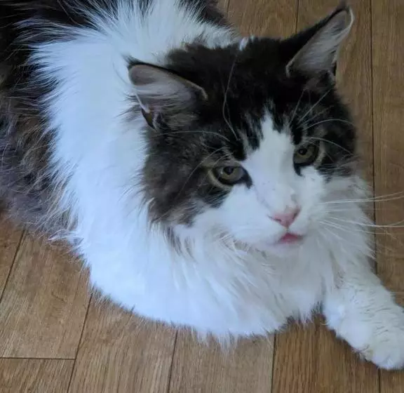 צימר Thornley House