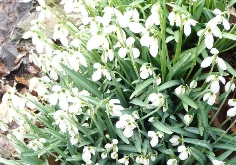 بنسيون Somerville House