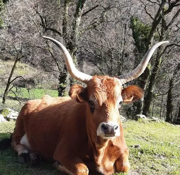 تختخواب و صبحانه A Casa Com 2 Pereiras