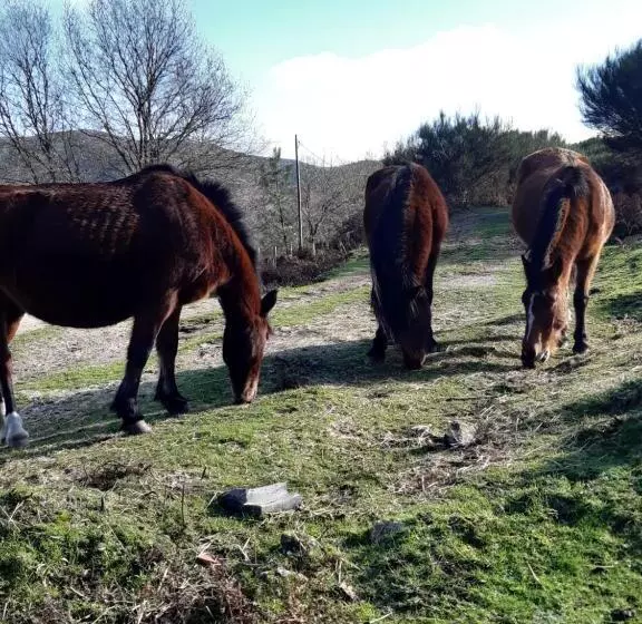 تختخواب و صبحانه A Casa Com 2 Pereiras