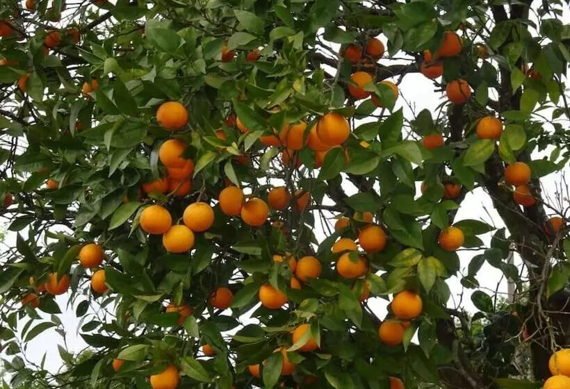 تختخواب و صبحانه A Casa Com 2 Pereiras