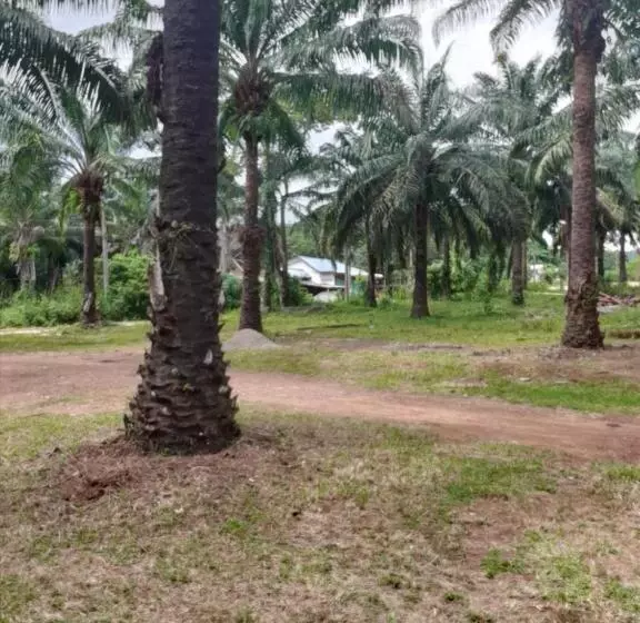 هاستل Som Palmgarden