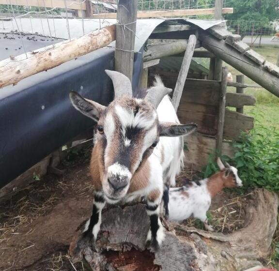 Отель Ferienwohnung Wachmann