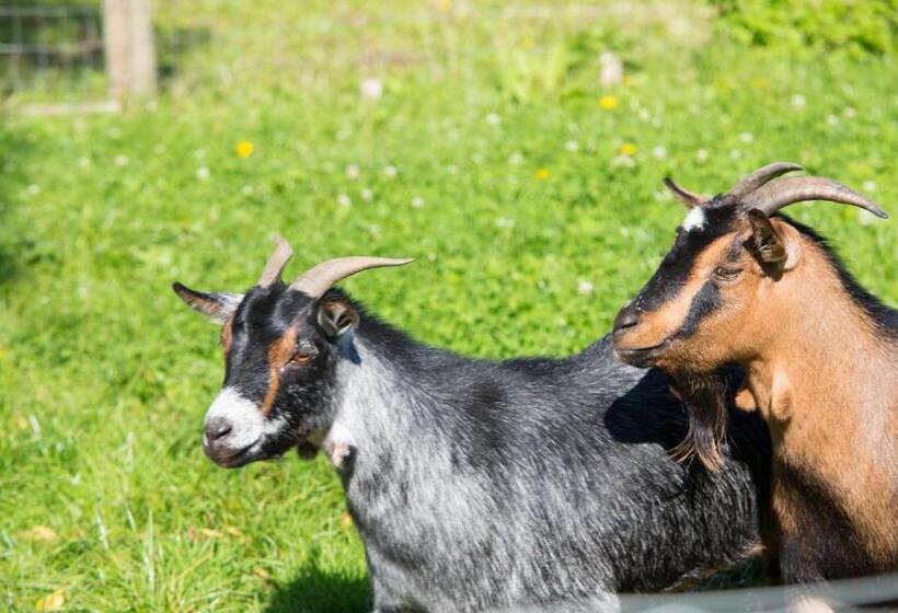 Отель Ferienwohnung Wachmann