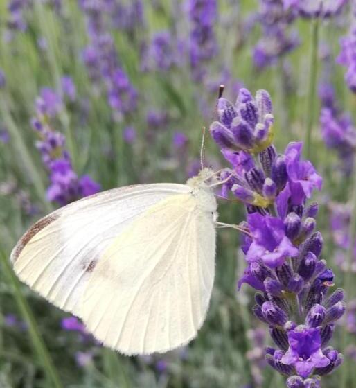 Отель Ferienwohnung Wachmann