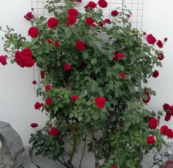 膳宿费 Wohlfühlhof Bachzelt