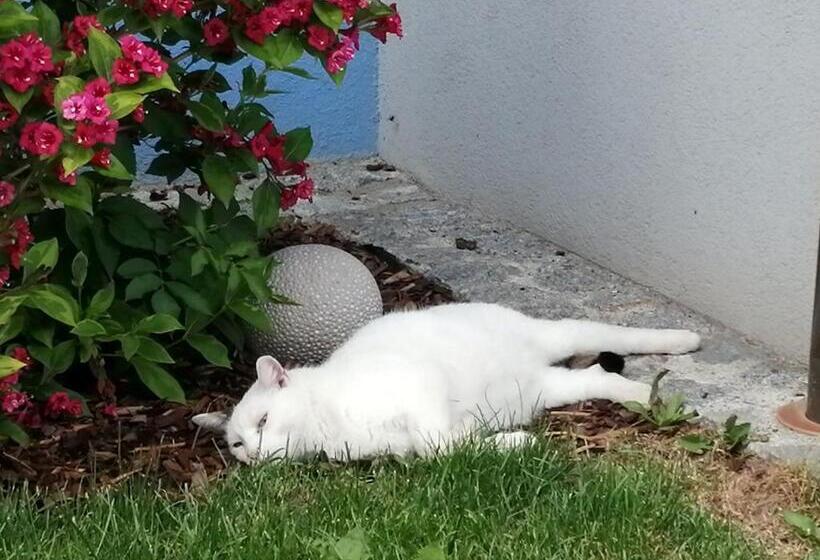 膳宿费 Wohlfühlhof Bachzelt