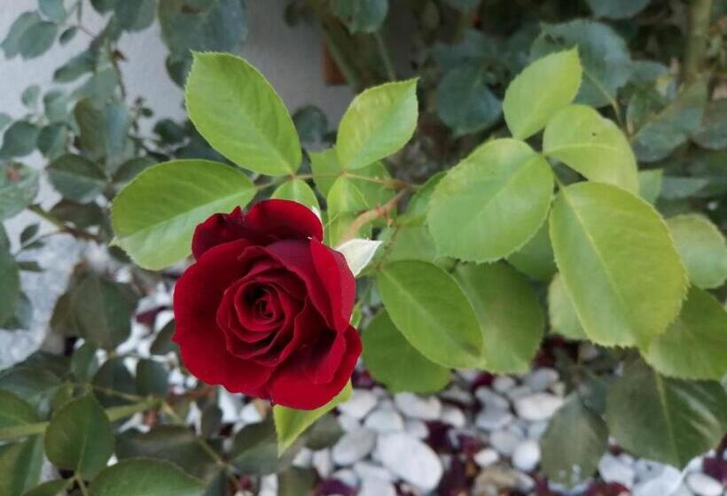 膳宿费 Wohlfühlhof Bachzelt