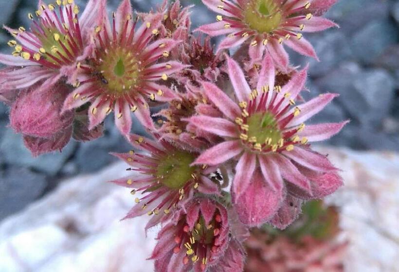 膳宿费 Wohlfühlhof Bachzelt