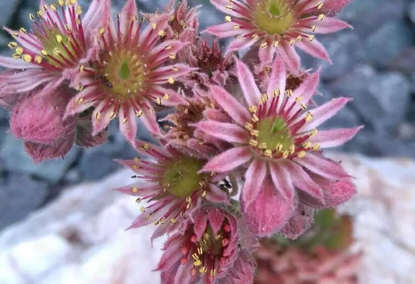 ペンション Wohlfühlhof Bachzelt