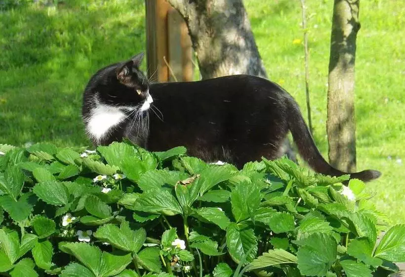 ペンション Wohlfühlhof Bachzelt