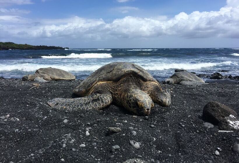 住宿加早餐 Hawaii Island Resort