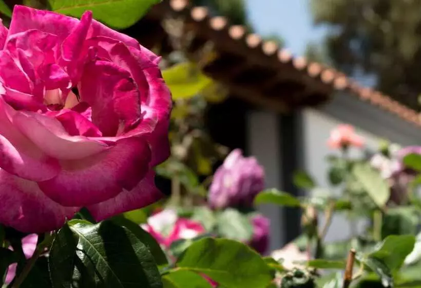 هتل Vicky Studios