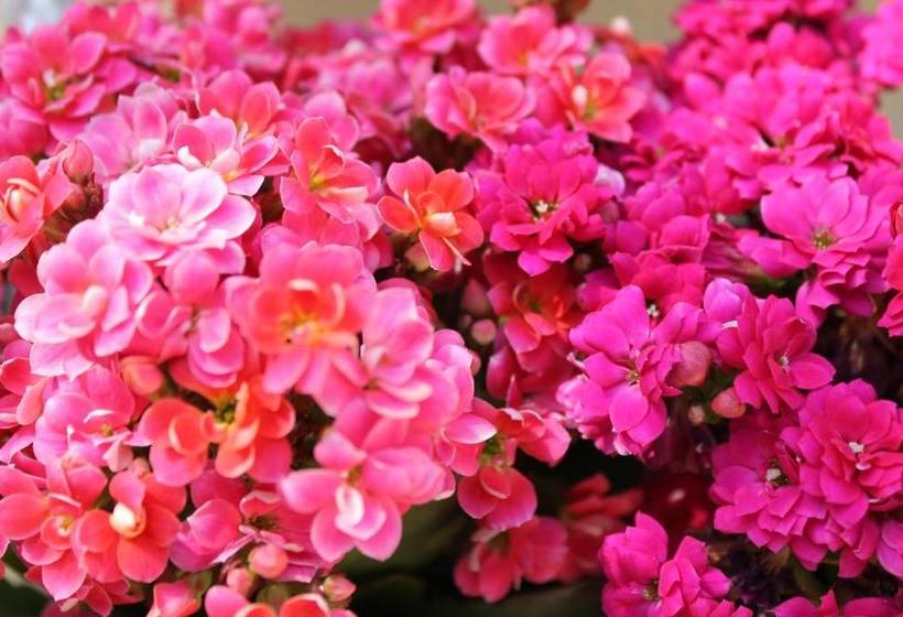 בית מלון כפרי Luagos Club