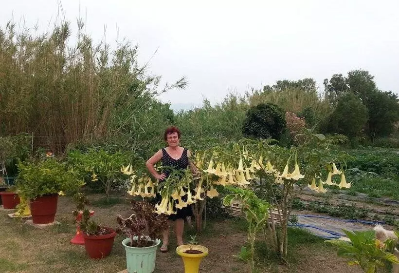 Baladinos Apartments