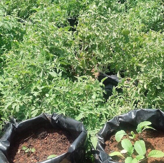 בית מלון כפרי La Woods