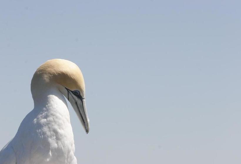 בית מלון כפרי Chocolate Gannets