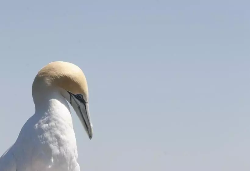 Szálloda Chocolate Gannets