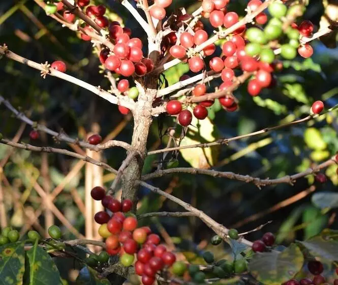 Eco Hotel Uxlabil Atitlan