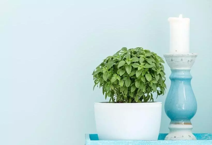 Paradise Design Apartments