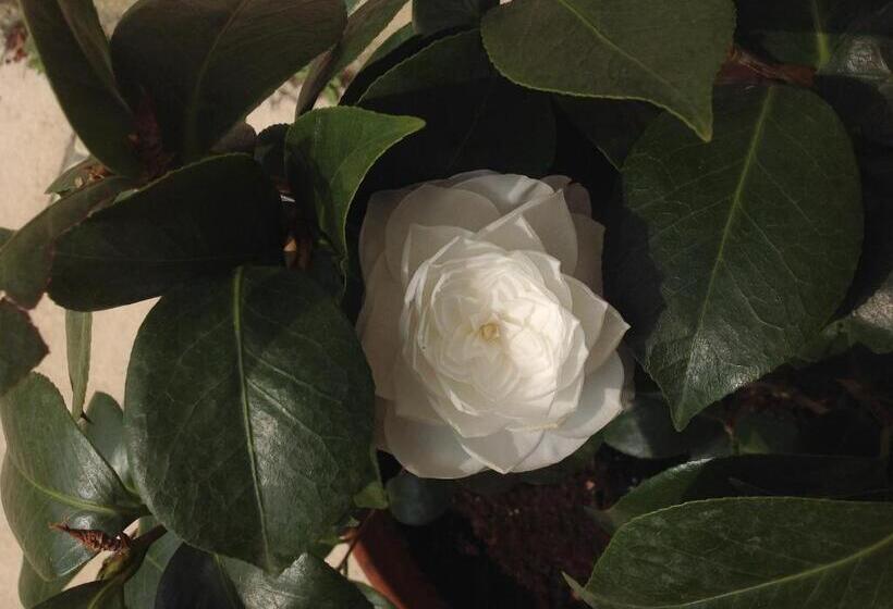 住宿加早餐  Domaine Charente Glamping Familyroom Le Jardin With External Toilet & Shower House & Outdoor Kitchen