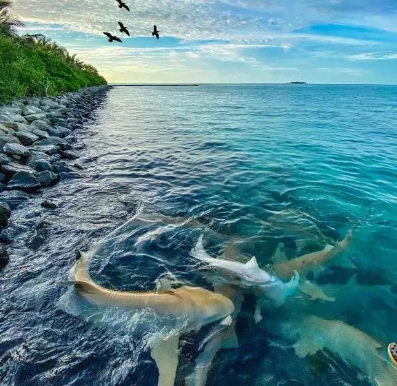 پانسیون Mathiveri Thundi Inn