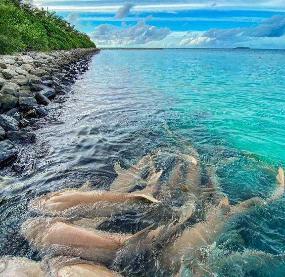 Pensão Mathiveri Thundi Inn