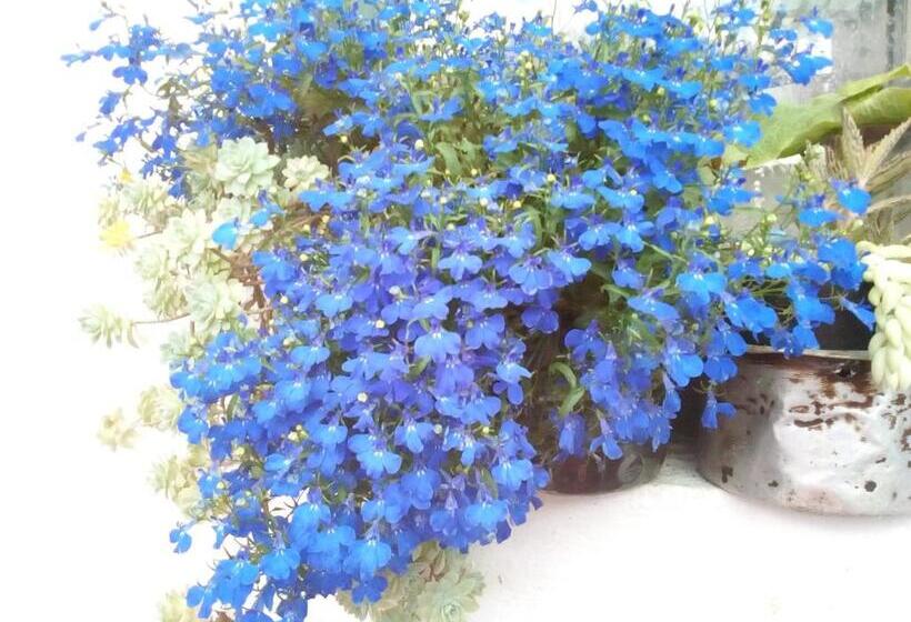 تختخواب و صبحانه Hospedaje Bella Vista Mongui