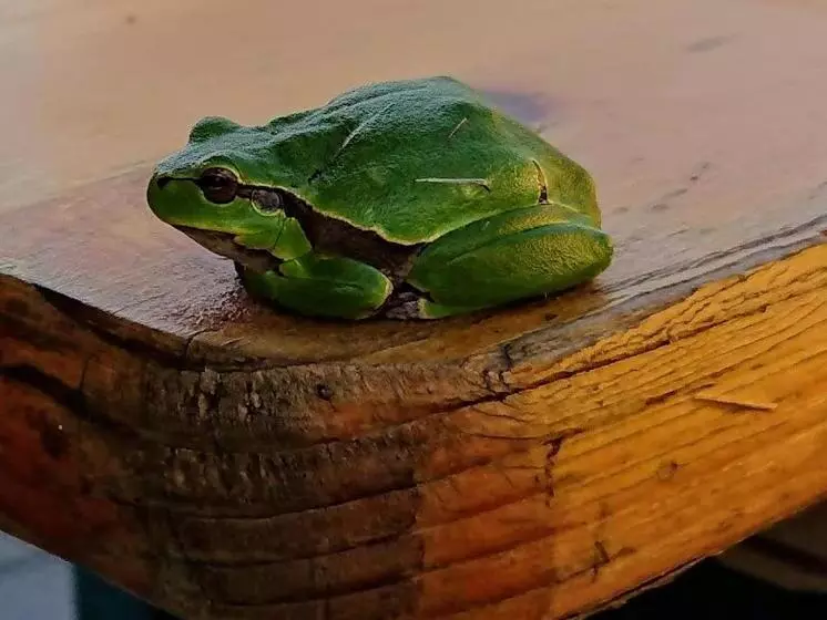 ペンション Bořikovský Dvůr