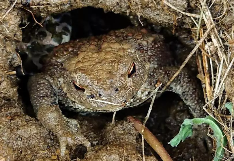ペンション Bořikovský Dvůr