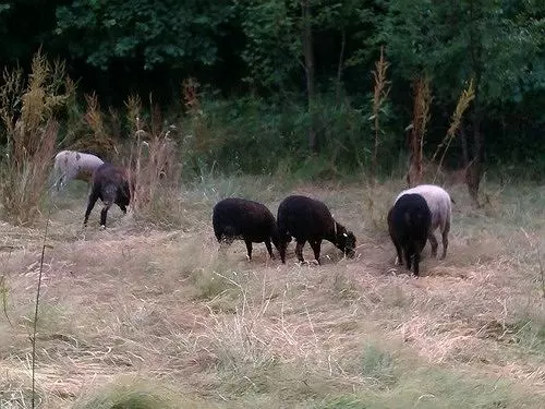 住宿加早餐  Berry Lane Cottage Bed&Breakfast