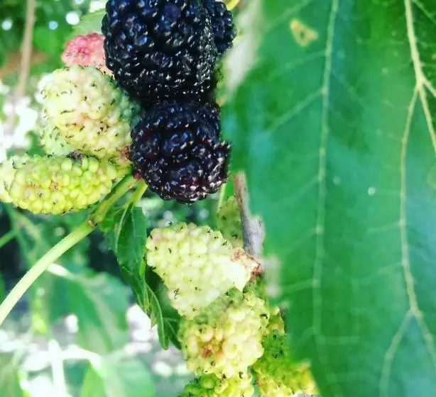 ベッドアンドブレックファースト Dimora Arborea