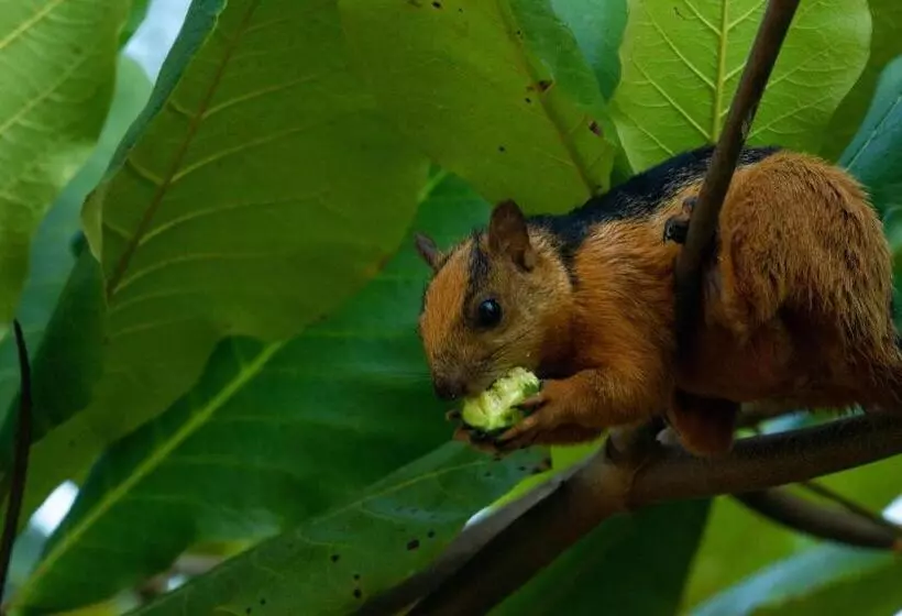 Aamiaismajoitus (B&B) Palmetto Lodge