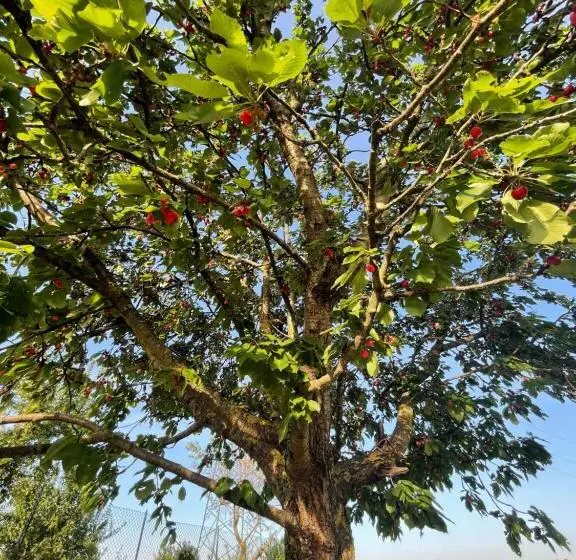 Aamiaismajoitus (B&B) Malamù Bnb Eventi