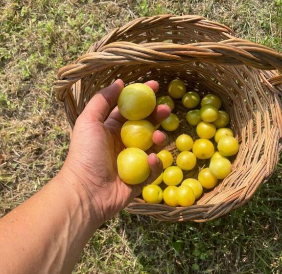 ベッドアンドブレックファースト Malamù Bnb Eventi