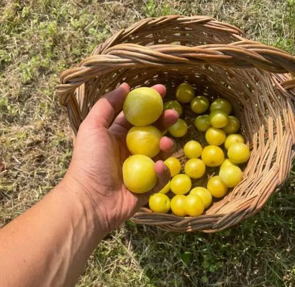 Aamiaismajoitus (B&B) Malamù Bnb Eventi